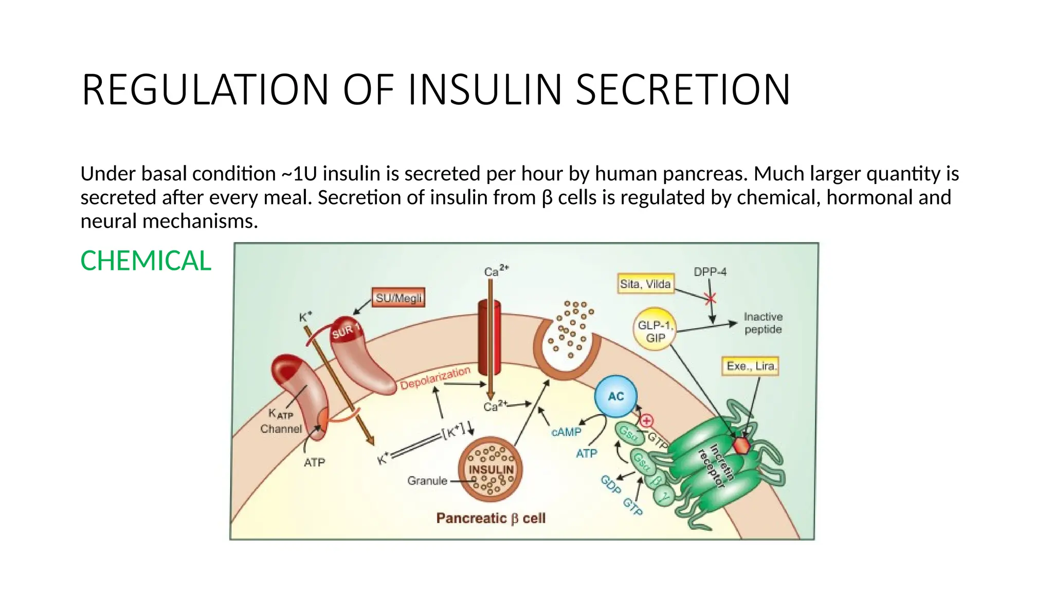 REGULATION OF INSULIN SECRETION
Under basal condition ~1U insulin is secreted per hour by human pancreas. Much larger quantity is
secreted after every meal. Secretion of insulin from β cells is regulated by chemical, hormonal and
neural mechanisms.
CHEMICAL
 