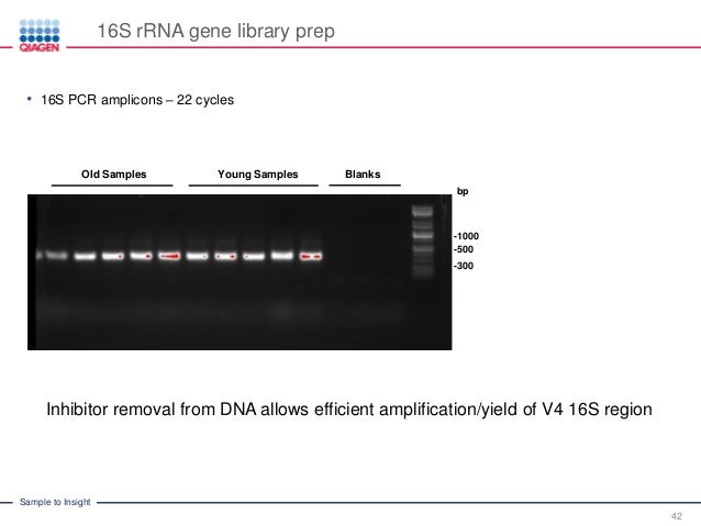 automated nucleic acid purification