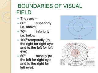 BOUNDARIES OF VISUAL
FIELD
 They are –
 600 superiorly
i.e. above
 700 inferiorly
i.e. below
 1000 temporally (to
the right for right eye
and to the left for left
eye)
 600 nasally (to
the left for right eye
and to the right for
left eye).
 