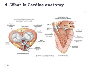 4 -What is Cardiac anatomy
17
 