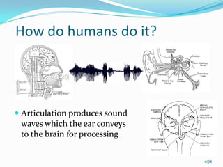 How do humans do it?
 Articulation produces sound
waves which the ear conveys
to the brain for processing
4/34
 