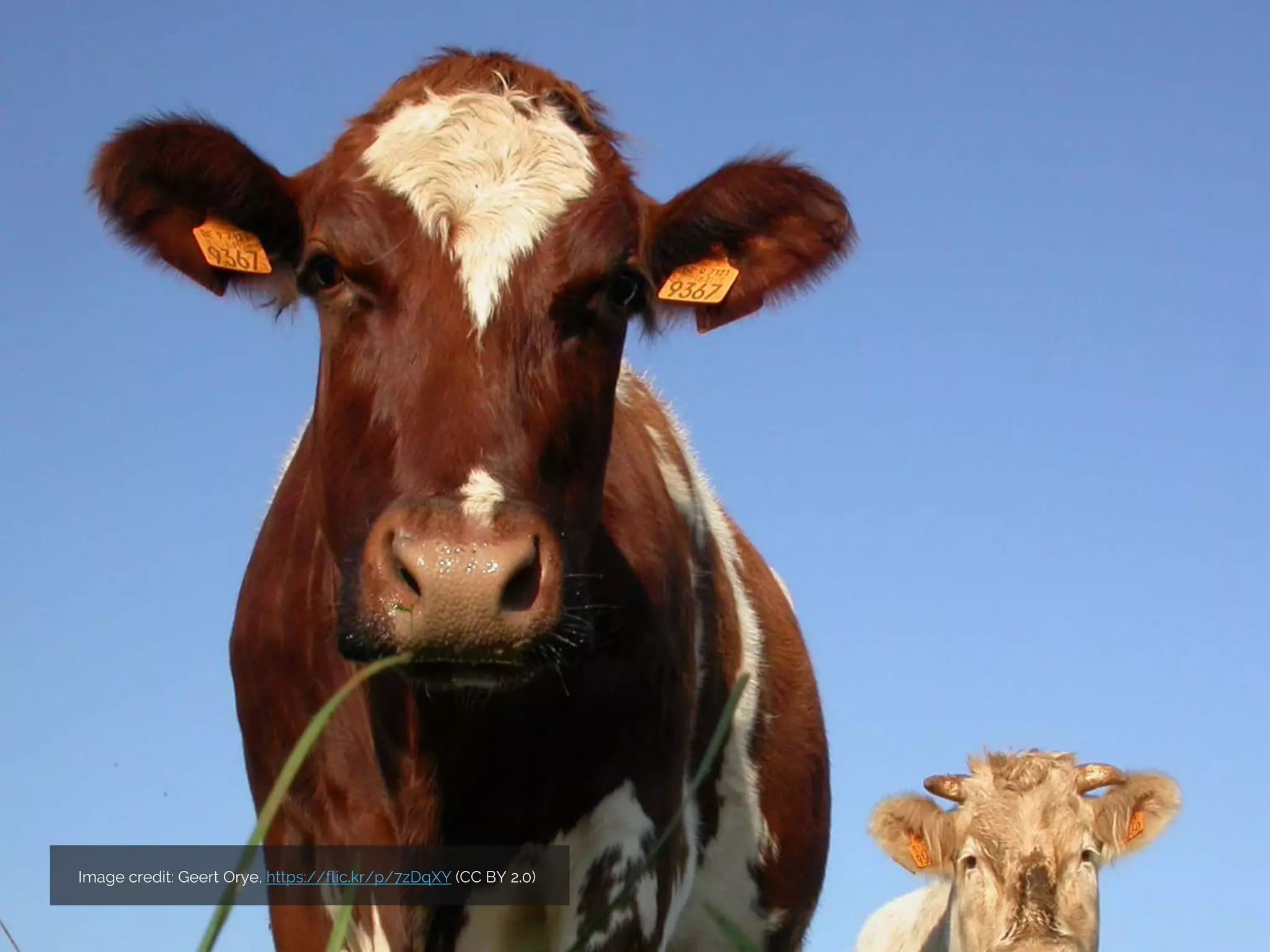 Image credit: Geert Orye, https://flic.kr/p/7zDqXY (CC BY 2.0)
 