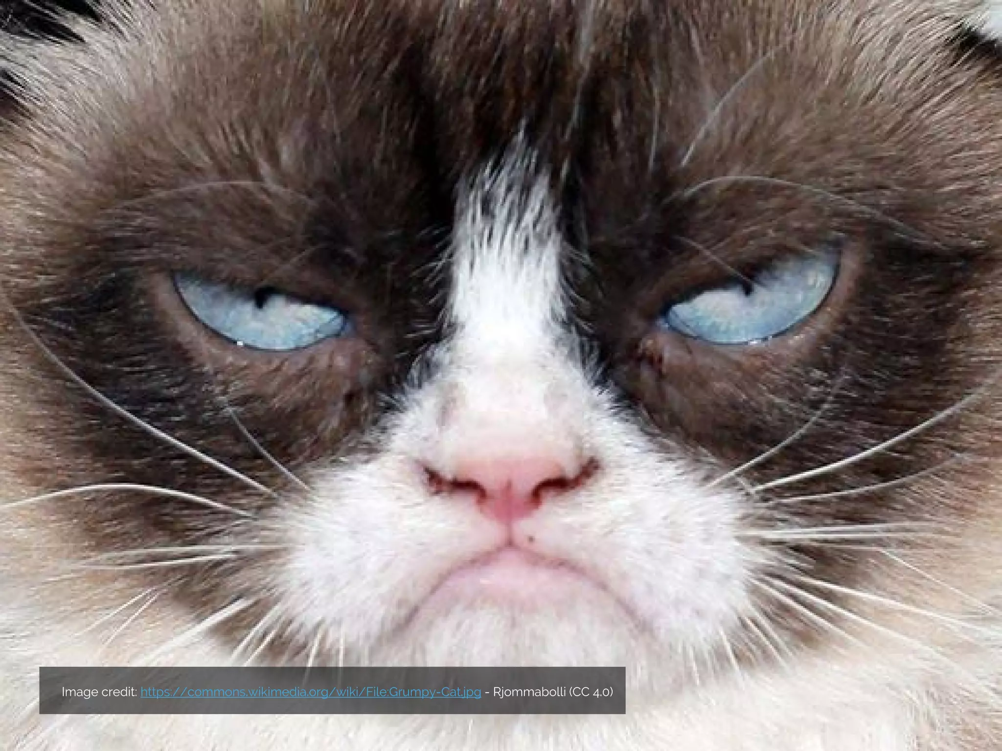 Image credit: https://commons.wikimedia.org/wiki/File:Grumpy-Cat.jpg - Rjommabolli (CC 4.0)
 