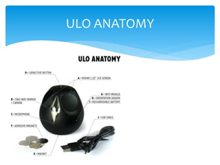 ULO ANATOMY
 