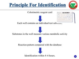 24
24
Colorimetric reagent card
Each well contains an individual test substrate.
Substrates in the well measure various metabolic activity
Reaction pattern compared with the database
Identification within 4–6 hours.
Principle For Identification
 