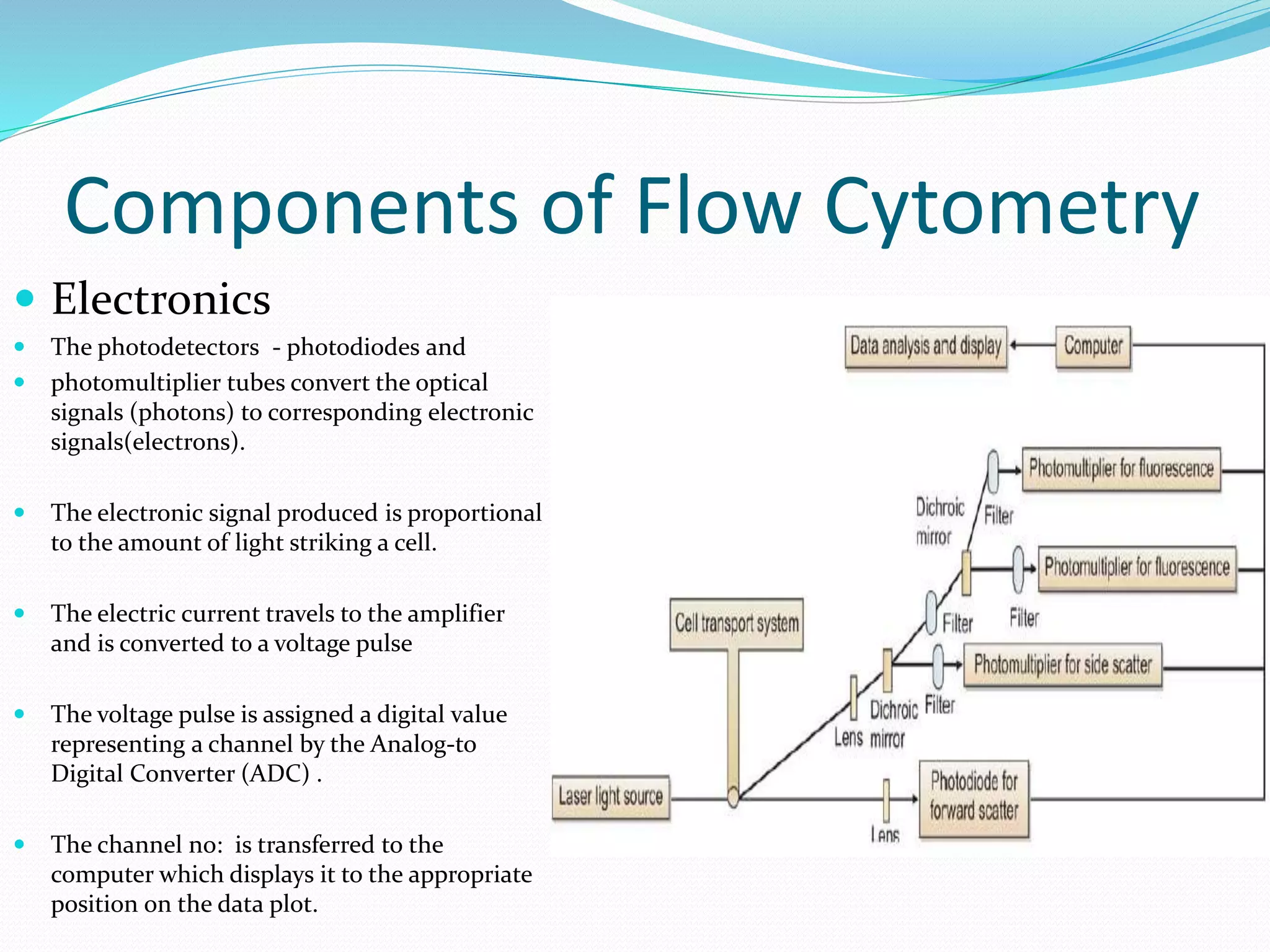 Components of Flow Cytometry
 Electronics
 The photodetectors - photodiodes and
 photomultiplier tubes convert the optical
signals (photons) to corresponding electronic
signals(electrons).
 The electronic signal produced is proportional
to the amount of light striking a cell.
 The electric current travels to the amplifier
and is converted to a voltage pulse
 The voltage pulse is assigned a digital value
representing a channel by the Analog-to
Digital Converter (ADC) .
 The channel no: is transferred to the
computer which displays it to the appropriate
position on the data plot.
 