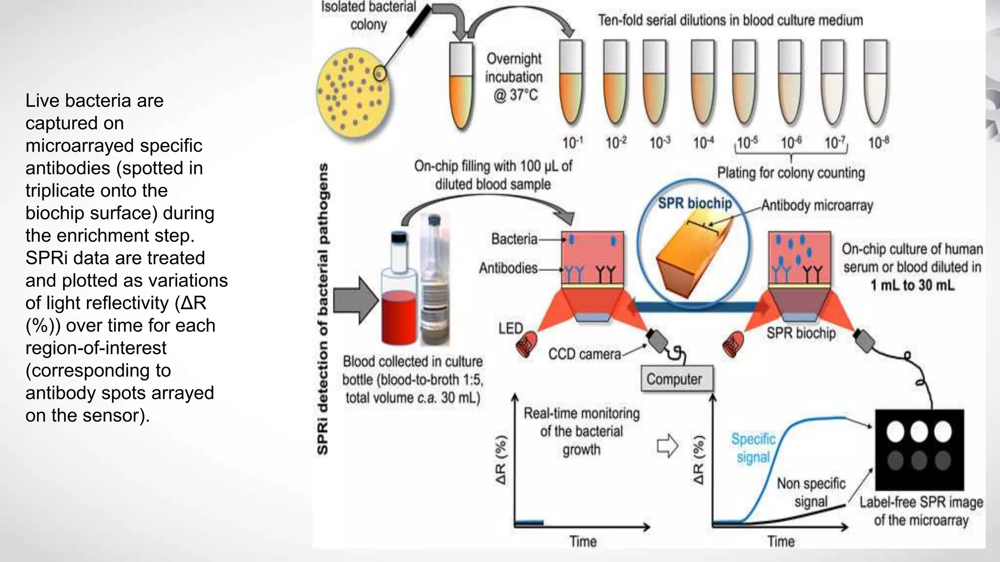 Live bacteria are
captured on
microarrayed specific
antibodies (spotted in
triplicate onto the
biochip surface) during
the enrichment step.
SPRi data are treated
and plotted as variations
of light reflectivity (ΔR
(%)) over time for each
region-of-interest
(corresponding to
antibody spots arrayed
on the sensor).
 