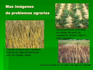 Mas imágenes  de problemas agrarios   Espinas ennegrecidas y estériles después de bajas temperaturas pero sin heladas. Nepal  Las temperaturas invernales por debajo del punto de congelación pueden matar la parte vegetativa  Una zona salina en un cultivo de trigo en Australia  