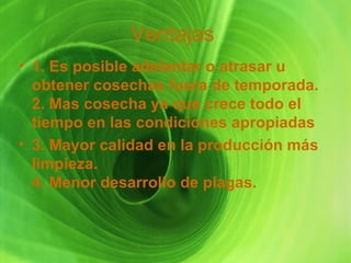 Ventajas  1. Es posible adelantar o atrasar u obtener cosechas fuera de temporada. 2. Mas cosecha ya que crece todo el tiempo en las condiciones apropiadas 3. Mayor calidad en la producción más limpieza. 4. Menor desarrollo de plagas. 