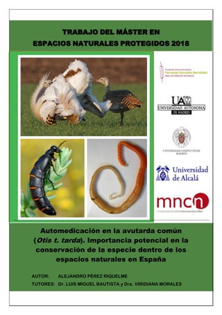 TRABAJO DEL MÁSTER EN
ESPACIOS NATURALES PROTEGIDOS 2018
Automedicación en la avutarda común
(Otis t. tarda). Importancia potencial en la
conservación de la especie dentro de los
espacios naturales en España
AUTOR: ALEJANDRO PÉREZ RIQUELME
TUTORES: Dr. LUIS MIGUEL BAUTISTA y Dra. VIRIDIANA MORALES
 