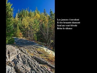 Les juncos s’envolent Et les bruants dansent Seul un vent frivole Brise le silence 