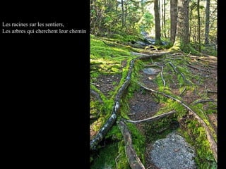 Les racines sur les sentiers, Les arbres qui cherchent leur chemin 