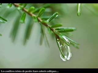 Les conifères tristes de perdre leurs colorés collègues…