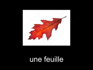 une feuille