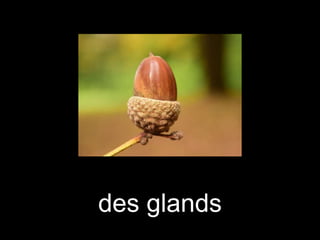 des glands
