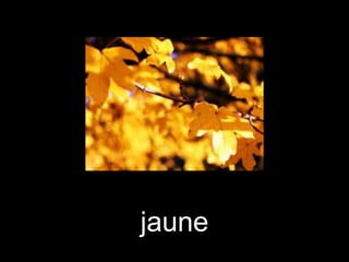 jaune