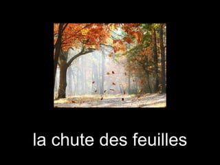 la chute des feuilles