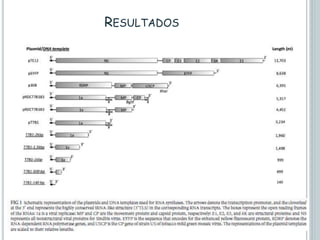 RESULTADOS
 