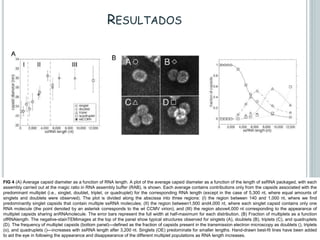 RESULTADOS
FIG 4 (A) Average capsid diameter as a function of RNA length. A plot of the average capsid diameter as a function of the length of ssRNA packaged, with each
assembly carried out at the magic ratio in RNA assembly buffer (RAB), is shown. Each average contains contributions only from the capsids associated with the
predominant multiplet (i.e., singlet, doublet, triplet, or quadruplet) for the corresponding RNA length (except in the case of 5,300 nt, where equal amounts of
singlets and doublets were observed). The plot is divided along the abscissa into three regions: (I) the region between 140 and 1,000 nt, where we find
predominantly singlet capsids that contain multiple ssRNA molecules; (II) the region between1,500 and4,000 nt, where each singlet capsid contains only one
RNA molecule (the point denoted by an asterisk corresponds to the wt CCMV virion); and (III) the region above4,000 nt corresponding to the appearance of
multiplet capsids sharing anRNAmolecule. The error bars represent the full width at half-maximum for each distribution. (B) Fraction of multiplets as a function
ofRNAlength. The negative-stainTEMimages at the top of the panel show typical structures observed for singlets (A), doublets (B), triplets (C), and quadruplets
(D). The frequency of multiplet capsids (bottom panel)—defined as the fraction of capsids present in the transmission electron microscopy as doublets (), triplets
(o), and quadruplets ()—increases with ssRNA length after 3,200 nt. Singlets (OE) predominate for smaller lengths. Hand-drawn best-fit lines have been added
to aid the eye in following the appearance and disappearance of the different multiplet populations as RNA length increases.
 