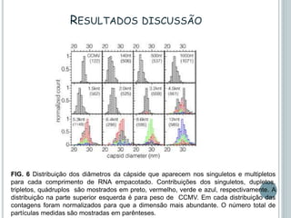 RESULTADOS DISCUSSÃO
FIG. 6 Distribuição dos diâmetros da cápside que aparecem nos singuletos e multipletos
para cada comprimento de RNA empacotado. Contribuições dos singuletos, dupletos,
tripletos, quádruplos são mostrados em preto, vermelho, verde e azul, respectivamente. A
distribuição na parte superior esquerda é para peso de CCMV. Em cada distribuição das
contagens foram normalizados para que a dimensão mais abundante. O número total de
partículas medidas são mostradas em parênteses.
 