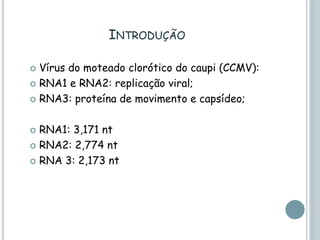 INTRODUÇÃO
 Vírus do moteado clorótico do caupi (CCMV):
 RNA1 e RNA2: replicação viral;
 RNA3: proteína de movimento e capsídeo;
 RNA1: 3,171 nt
 RNA2: 2,774 nt
 RNA 3: 2,173 nt
 