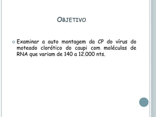 OBJETIVO
 Examinar a auto montagem da CP do vírus do
moteado clorótico do caupi com moléculas de
RNA que variam de 140 a 12.000 nts.
 