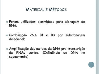 MATERIAL E MÉTODOS
 Foram utilizados plasmídeos para clonagem de
RNA;
 Combinação RNA B1 e B3 por subclonagem
direcional;
 Amplificação dos moldes de DNA pra transcrição
de RNAs curtos; (Influência do DNA no
capeamento)
 