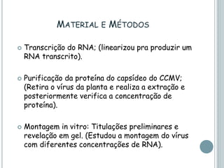 MATERIAL E MÉTODOS
 Transcrição do RNA; (linearizou pra produzir um
RNA transcrito).
 Purificação da proteína do capsídeo do CCMV;
(Retira o vírus da planta e realiza a extração e
posteriormente verifica a concentração de
proteína).
 Montagem in vitro: Titulações preliminares e
revelação em gel. (Estudou a montagem do vírus
com diferentes concentrações de RNA).
 