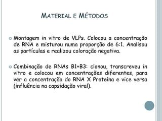 MATERIAL E MÉTODOS
 Montagem in vitro de VLPs. Colocou a concentração
de RNA e misturou numa proporção de 6:1. Analisou
as partículas e realizou coloração negativa.
 Combinação de RNAs B1+B3: clonou, transcreveu in
vitro e colocou em concentrações diferentes, para
ver a concentração do RNA X Proteína e vice versa
(influência na capsidação viral).
 