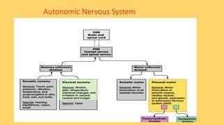 Comprehensive Overview of the Autonomic Nervous System: Structure ...