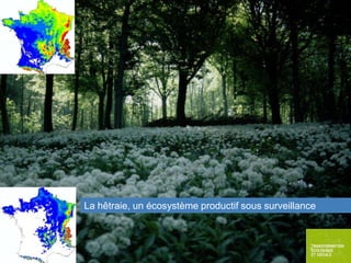 La hêtraie, un écosystème productif sous surveillance

 