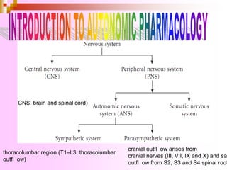 CNS: brain and spinal cord)
thoracolumbar region (T1–L3, thoracolumbar
outﬂ ow)
cranial outﬂ ow arises from
cranial nerves (III, VII, IX and X) and sac
outﬂ ow from S2, S3 and S4 spinal root
 