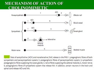 MECHANISM OF ACTION OF
CHOLINOMIMETIC
 