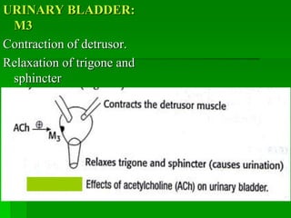 URINARY BLADDER:
M3
Contraction of detrusor.
Relaxation of trigone and
sphincter
 