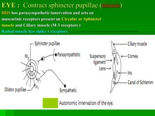 EYE : Contract sphincter pupillae (miosis)
IRIS has parasympathetic innervation and acts on
muscarinic receptors present on Circular or Sphincter
muscle and Ciliary muscle (M 3 receptors )
Radial muscle has alpha 1 receptors.
 
