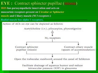 EYE : Contract sphincter pupillae (miosis)
IRIS has parasympathetic innervation and acts on
muscarinic receptors present on Circular or Sphincter
muscle and Ciliary muscle (M 3 receptors )
Radial muscle has alpha 1 receptors.
 