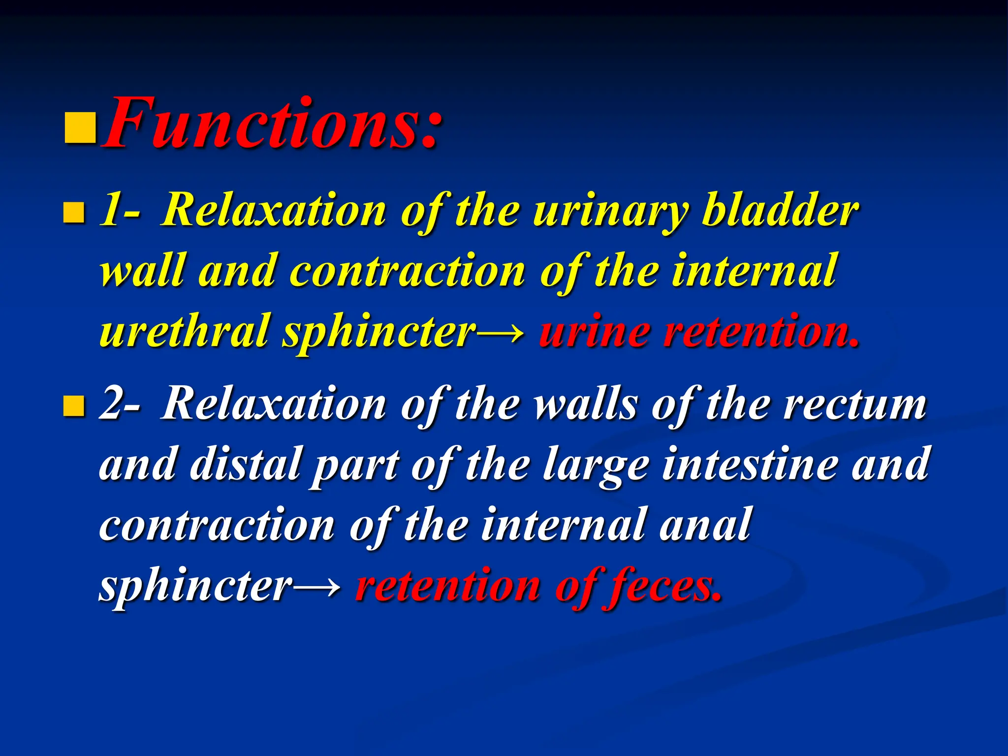 Functions:
 1- Relaxation of the urinary bladder
wall and contraction of the internal
urethral sphincter→ urine retention.
 2- Relaxation of the walls of the rectum
and distal part of the large intestine and
contraction of the internal anal
sphincter→ retention of feces.
 