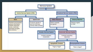 Autonomic and somatic nervous system presentation | PDF
