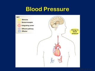 Figure 15-21 (1 of 10)
Blood Pressure
Change in
blood
pressure
Integrating center
Stimulus
Efferent pathway
Effector
Sensor/receptor
KEY
 