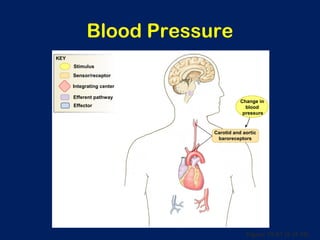 Figure 15-21 (2 of 10)
Blood Pressure
Carotid and aortic
baroreceptors
Change in
blood
pressure
Integrating center
Stimulus
Efferent pathway
Effector
Sensor/receptor
KEY
 