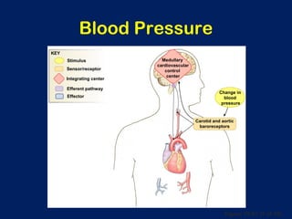 Figure 15-21 (3 of 10)
Blood Pressure
Medullary
cardiovascular
control
center
Carotid and aortic
baroreceptors
Change in
blood
pressure
Integrating center
Stimulus
Efferent pathway
Effector
Sensor/receptor
KEY
 