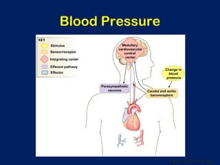 Figure 15-21 (4 of 10)
Blood Pressure
Medullary
cardiovascular
control
center
Carotid and aortic
baroreceptors
Change in
blood
pressure
Parasympathetic
neurons
Integrating center
Stimulus
Efferent pathway
Effector
Sensor/receptor
KEY
 