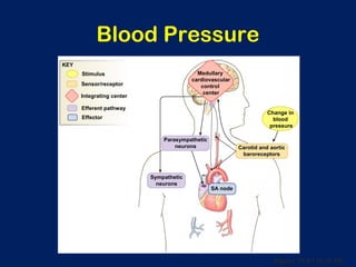 Figure 15-21 (6 of 10)
Blood Pressure
Medullary
cardiovascular
control
center
Carotid and aortic
baroreceptors
Change in
blood
pressure
Parasympathetic
neurons
Sympathetic
neurons
SA node
Integrating center
Stimulus
Efferent pathway
Effector
Sensor/receptor
KEY
 