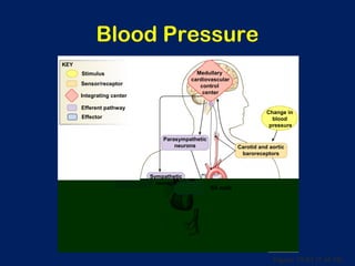 Figure 15-21 (7 of 10)
Blood Pressure
Medullary
cardiovascular
control
center
Carotid and aortic
baroreceptors
Change in
blood
pressure
Parasympathetic
neurons
Sympathetic
neurons
SA node
Integrating center
Stimulus
Efferent pathway
Effector
Sensor/receptor
KEY
 
