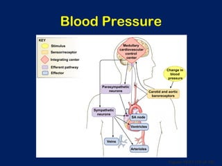 Figure 15-21 (10 of 10)
Blood Pressure
Medullary
cardiovascular
control
center
Carotid and aortic
baroreceptors
Change in
blood
pressure
Parasympathetic
neurons
Sympathetic
neurons
Veins
Arterioles
Ventricles
SA node
Integrating center
Stimulus
Efferent pathway
Effector
Sensor/receptor
KEY
 