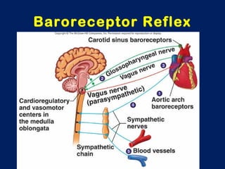 Baroreceptor Reflex
 