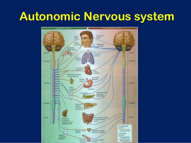 understanding the autonomic nervous system understanding the autonomic nervous system
