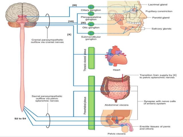 Autonomic nerves system | PPT
