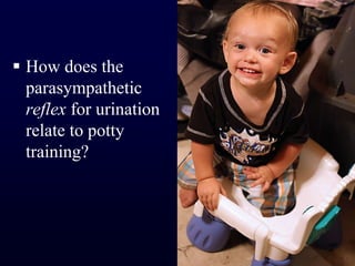 How does the parasympathetic reflex for urination relate to potty training?