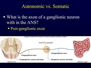 Autonomic vs. SomaticWhat is the axon of a ganglionic neuron with in the ANS?Post-ganglionic axon